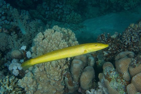 Cigar wrasse