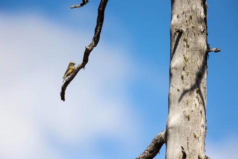 Common crossbill