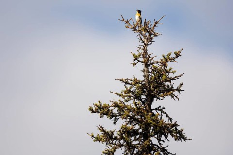 Brambling