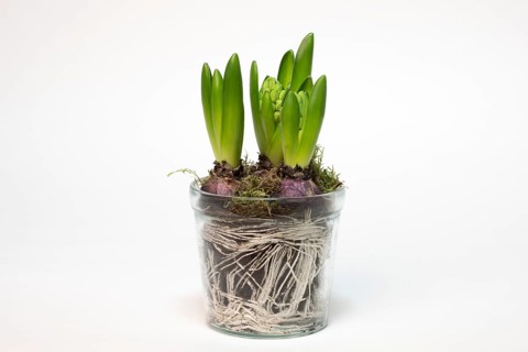 Garden hyacinth