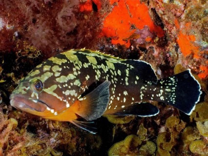 Dusky grouper
