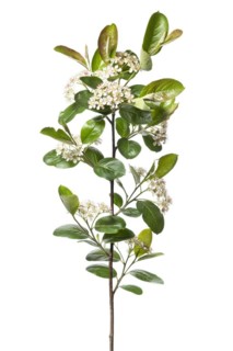 Chokeberry