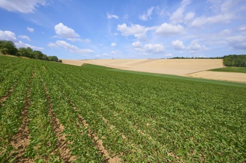 Soybean field in summer