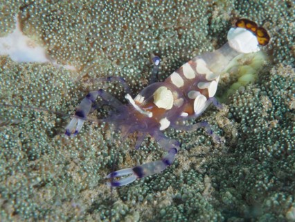 Peacock-eyed anemone shrimp