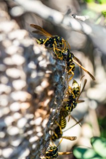 European Paper Wasp
