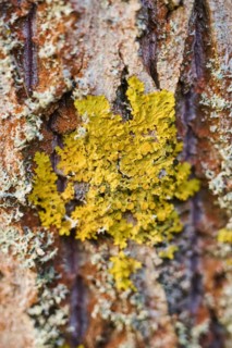 Common orange lichen