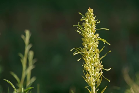 Lizard orchid