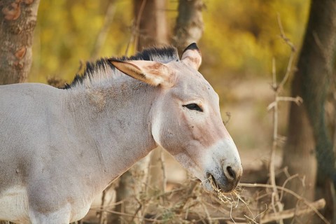 Somali wild ass