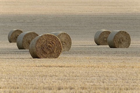 Grain field