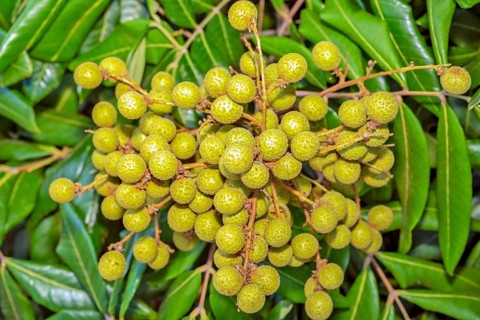Longan