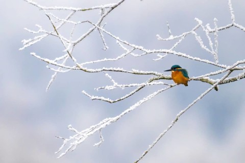 Common kingfisher