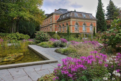 Rose garden