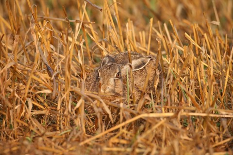 European hare
