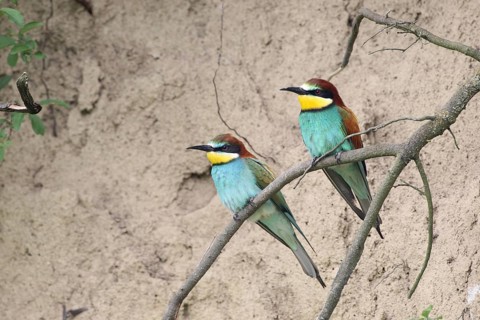 European bee-eater