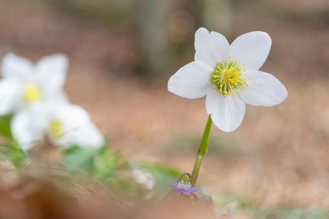 Snow lily