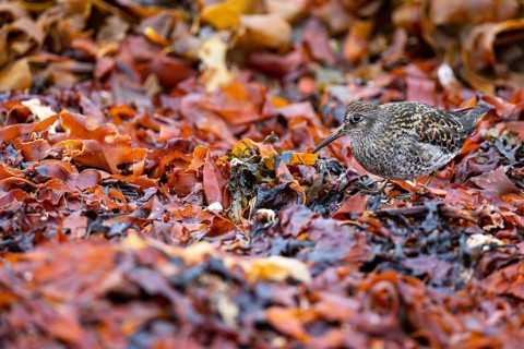 Dunlin