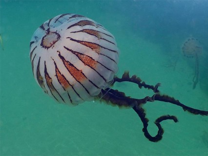 Compass Jellyfish