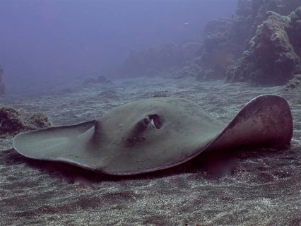 Round stingray