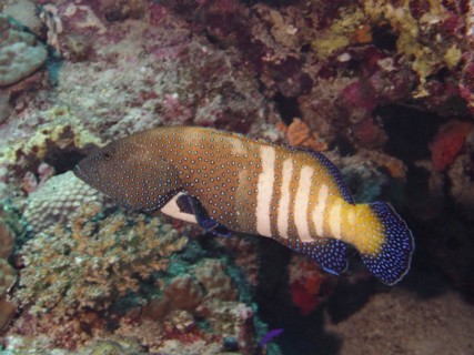 Bluespotted grouper