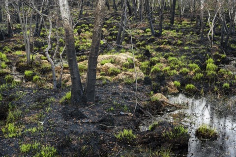 Moor fire