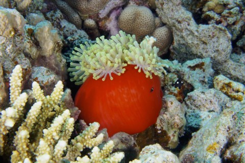 Magnificent sea anemone