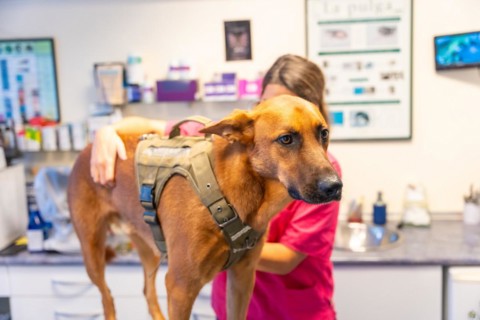 Veterinary clinic