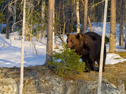 European brown bear