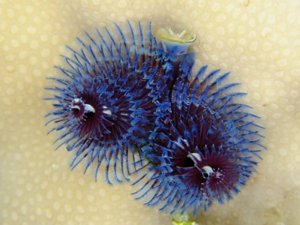 Blue christmas tree worm