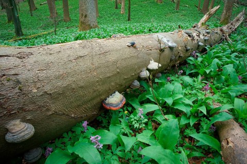 Deadwood with tinder fungus in a forest with wild garlic and larkspur