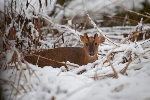 Muntjac