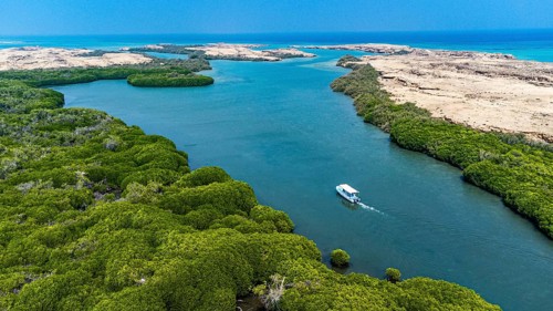 Aerial of the Mangrove forest