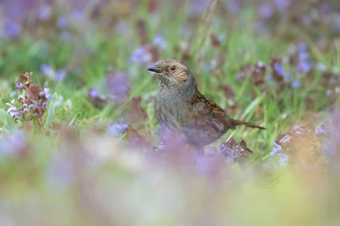 Dunnock or Hedge sparrow