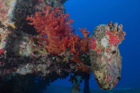 Buffer of the tender of a steam locomotive from the Second World War on the loading area of Thistlegorm. Overgrown with Hemprich's tree coral