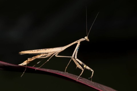 Asian jumping mantis