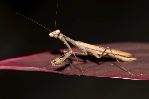 Asian jumping mantis