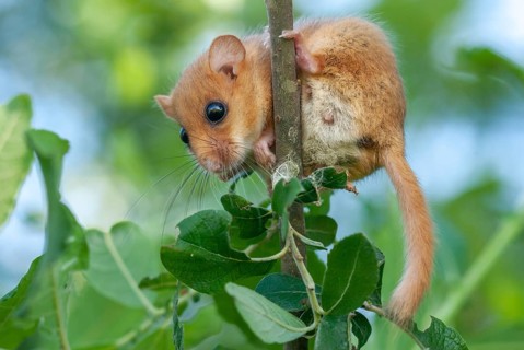 Female Common hazel dormouse