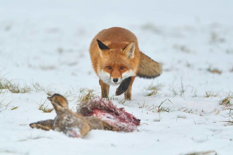 Red fox