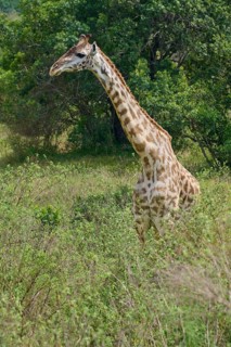 Masai giraffe