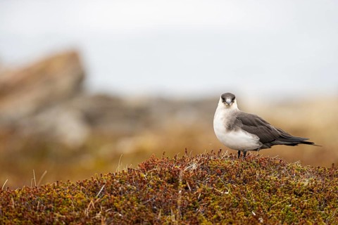 Arctic skua
