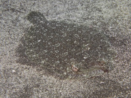 Well camouflaged flounder