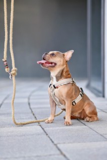 French Bulldog with dog harness with rope leash in front of gray wall