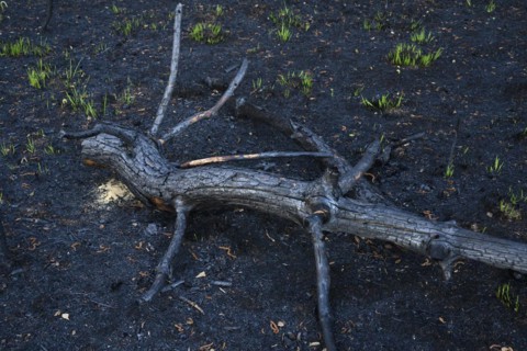 Moor fire