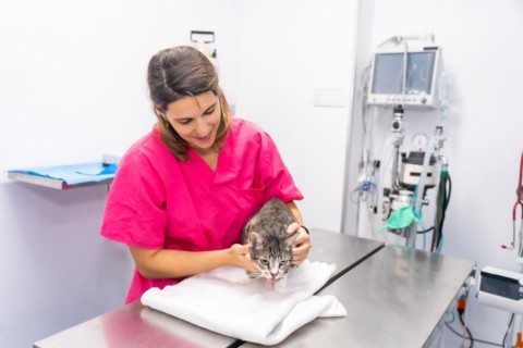 Veterinary clinic