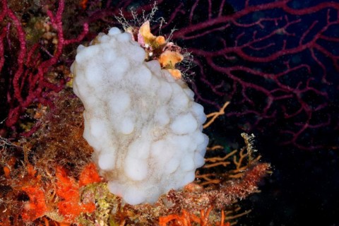 White sea squirt