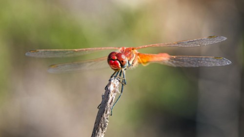 Red Veined Darter