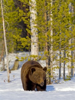 European brown bear