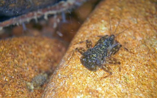 Larva of mayfly larva of veinlet