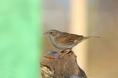 Dunnock