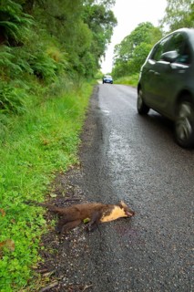 Pine marten