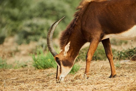 Sable antelope